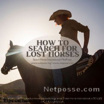Tips on how to search for lost horses